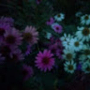 Meet your Posher, Joey